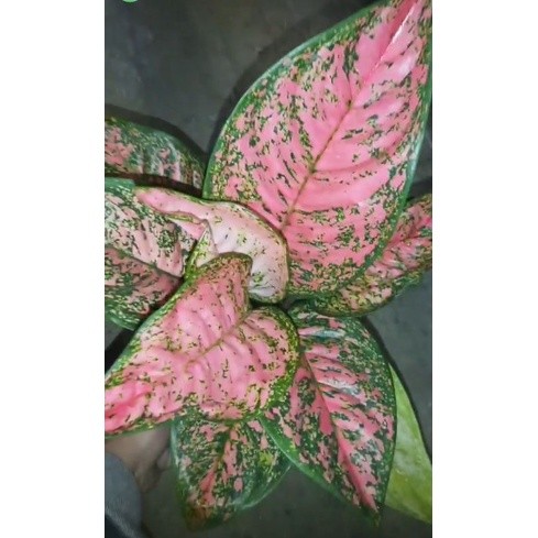 aglonema ruby pink dewasa/aglonema murah ruby pink