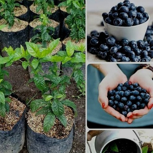 Bibit Tanaman Buah Blueberry Jump Fruit Cangkok Unggul