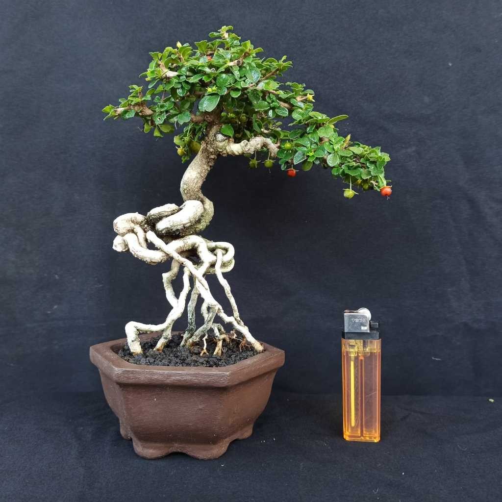 Bonsai Hokianti Mikro Buah Small Siap Pajang Sesuai Foto / Gambar Kelas Pameran Internasional / Bons