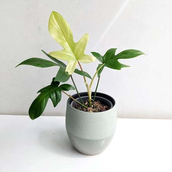 Tanaman Hias Philodendron Florida Ghost / Philo Florida Beauty Ghost