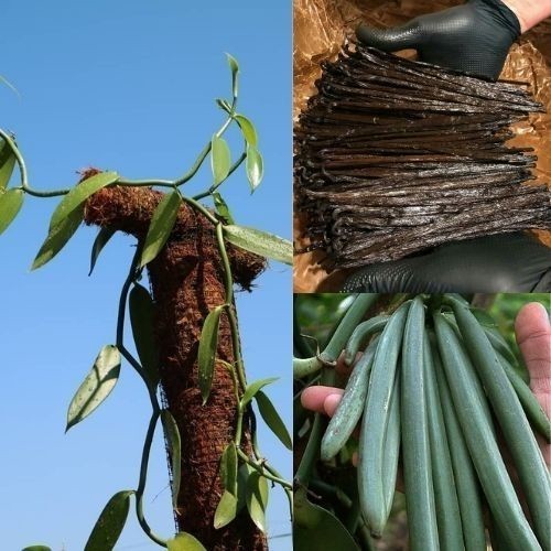 hbd22 Bibit Vanili Planifolia Unggul Siap Tanam Ukuran 1 Meter