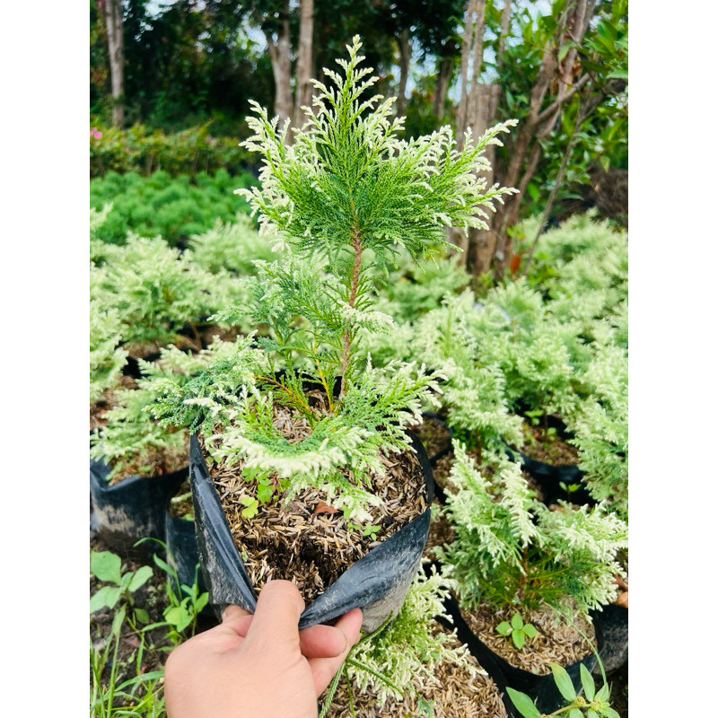 Bunga CEMARA MINI INOKI - Tanaman Hias Cemara Inoki - Pohon Cemara Inoki