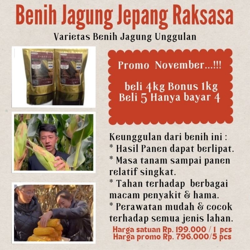 Benih Jagung Jepang Raksasa (Paket Promo) Beli 4kg bonus 1kg (Anda Beli 4kg, kami kirim 5kg) @ Uk.10