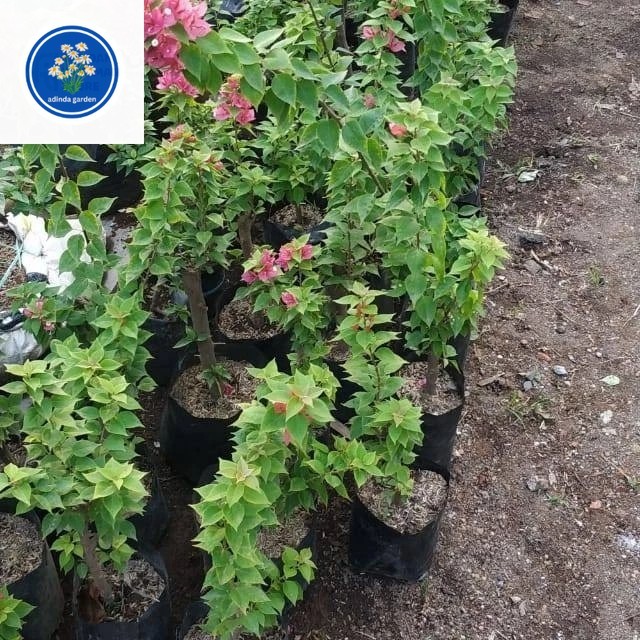tanaman hias bugenvil /bugenvil singapur pink
