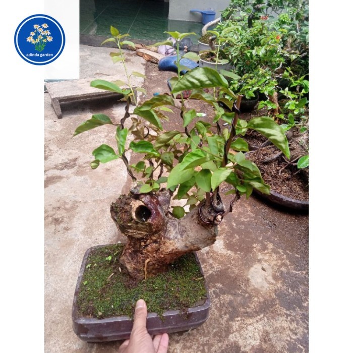 Bonsai bonsai bugenvil bunga ungu