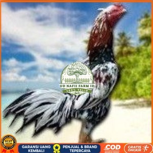 

BANGKOK F1 TELUR FERTIL PROMO BESAR UD NAFII FARM ID