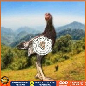 

Shamo Eropa Kelabu .Terlaris (telur fertil) UD GHANIYY BIBIT ID