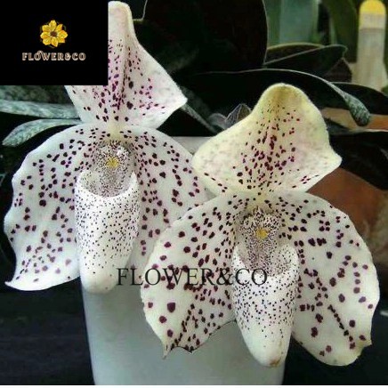 Anggrek cymbidium hitam anggrek - tanaman anggrek tanah tanaman hias