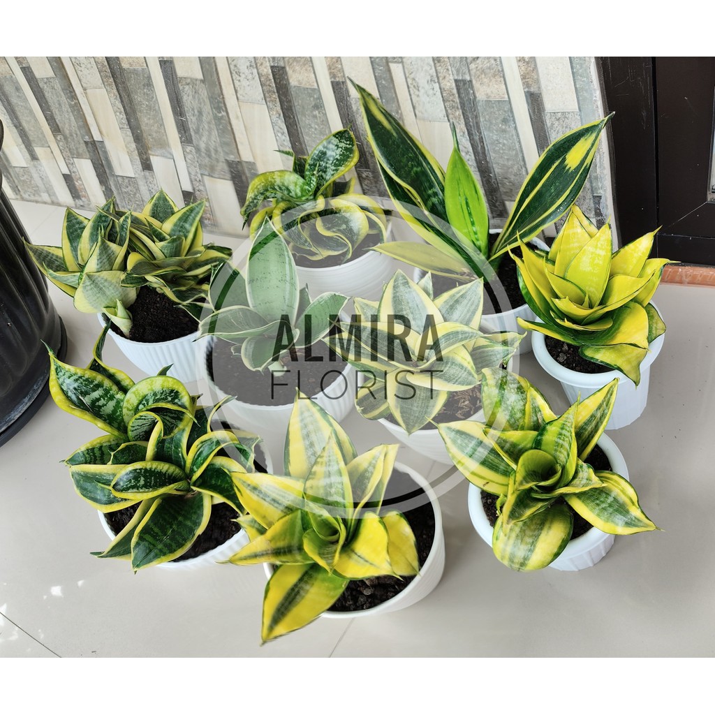 Tanaman Hias Indoor sanseivera dikirim plus pot premium siap menghiasi ruangan anda. Goldflame,golde