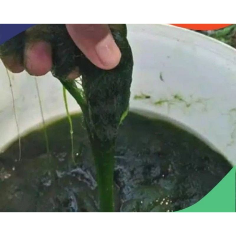 Lumut pancing lumut alge²hidup telaga air danow tawar 200gr