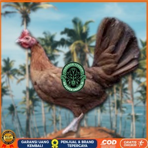 

telur ayam philipin import AK47 bisa untuk di tetaskan UD_SUPER_UNGGUL_ID
