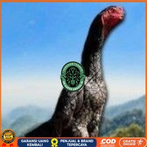 

telur ayam shamo super original UD_SUPER_UNGGUL_ID