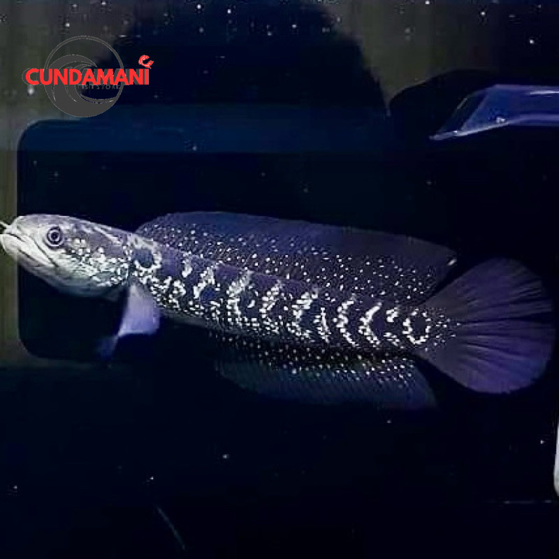 Asiatica full mutiara sortiran gondrong 12-15 cm channa cana