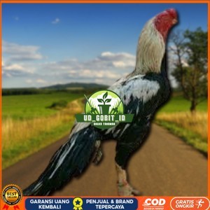 

telur ayam assel Parrot ori bisa untuk di tetaskan vertil UD_GOBIT_ID