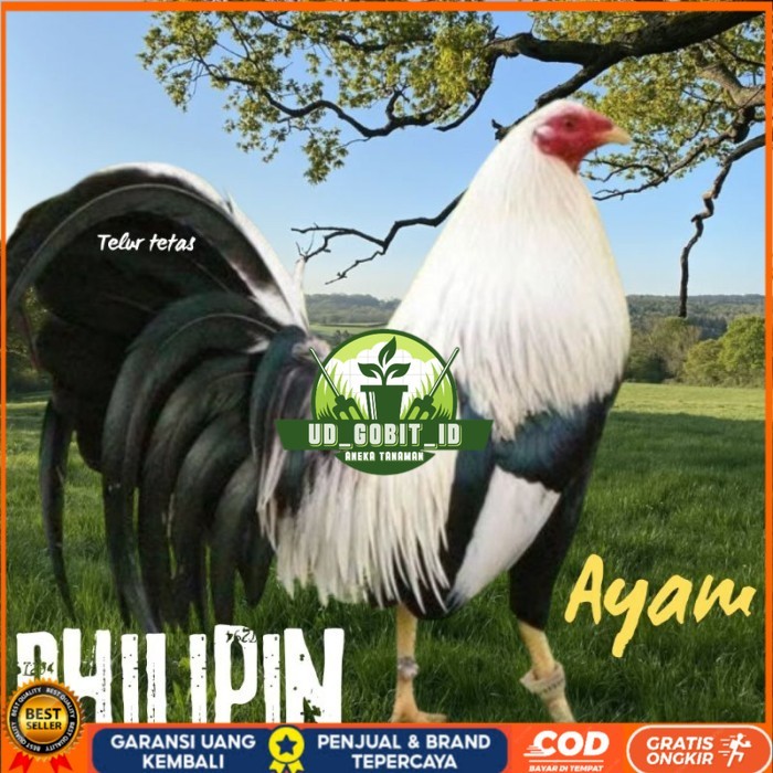 

telur ayam philipin asli AK47 bisa untuk di tetaskan super UD_GOBIT_ID