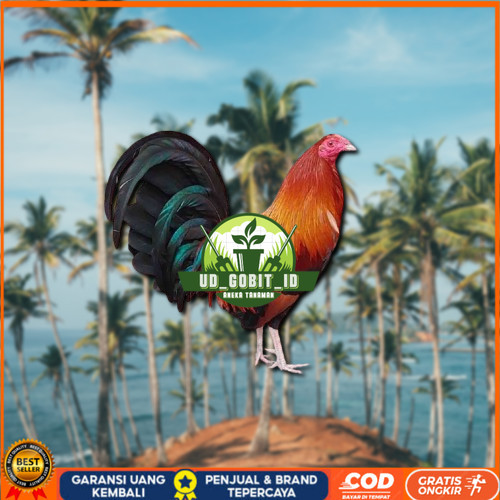 

telur ayam philipin asli AK47 bisa untuk di tetaskan ori vertil UD_GOBIT_ID