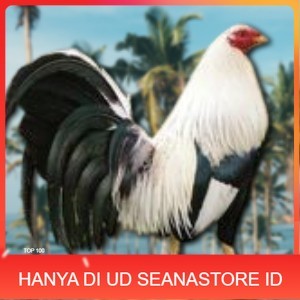 

telur ayam philipin asli AK47 bisa untuk di tetaskan UD SEANASTORE ID