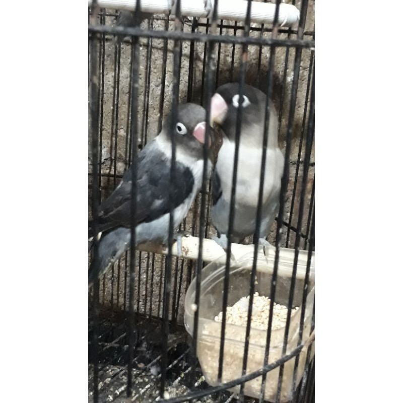 burung lovebird batman sepasang jantan betina