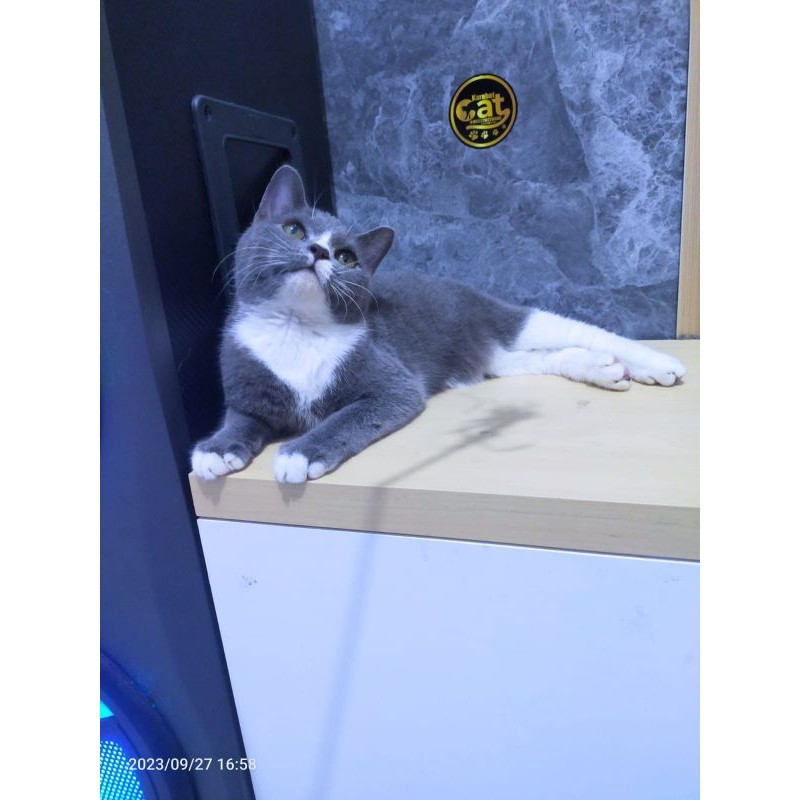 kucing British shorthair bicolor