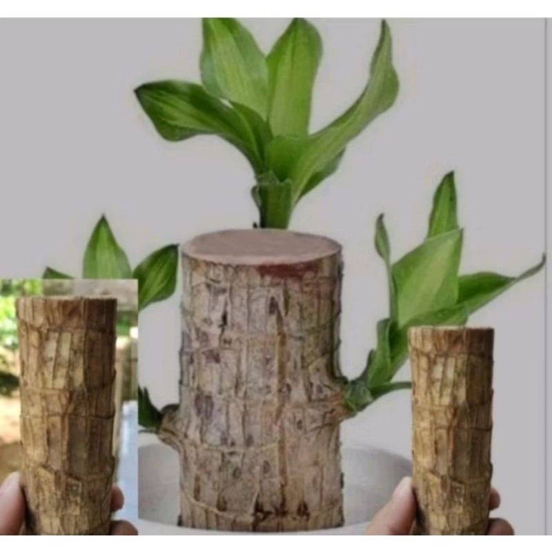 Batang hanjuang bahan bonsai,hanjuang hijau