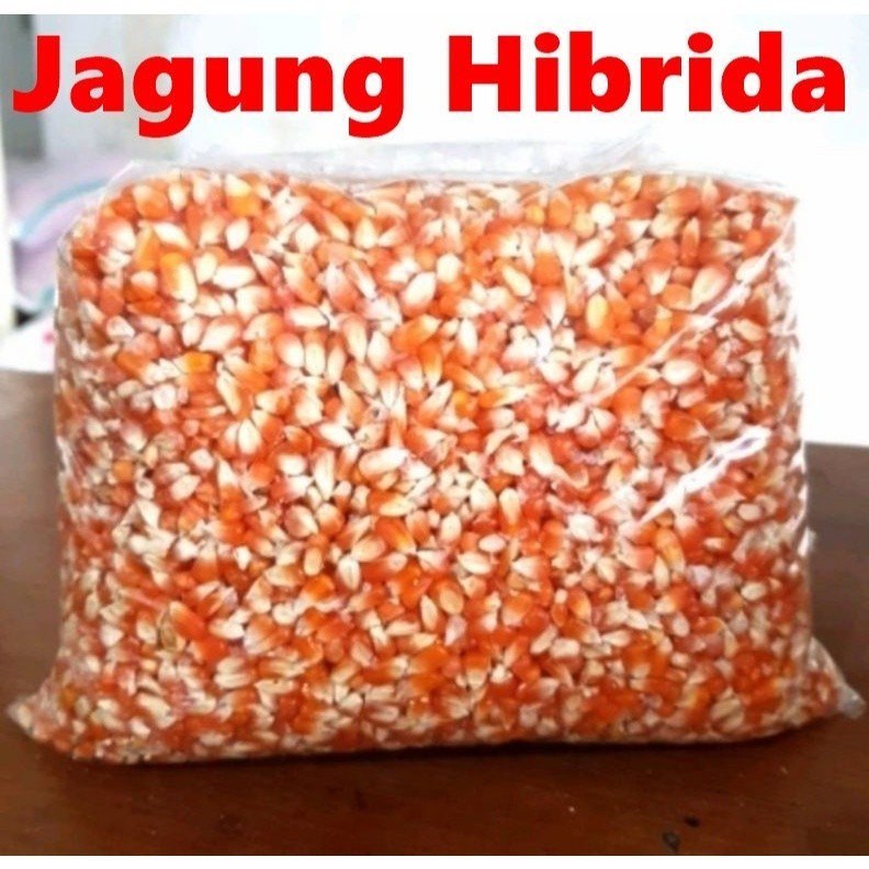 Jagung Hibrida Pipil Kering Bersih Bulat Pakan Ternak Unggas bisa wnr