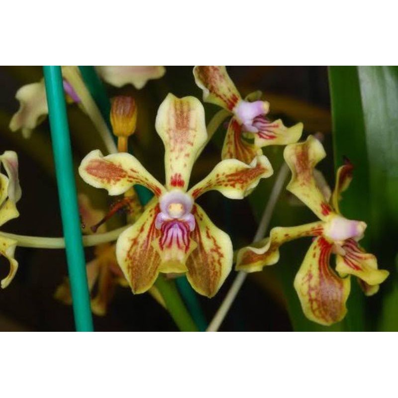 Remaja Anggrek Vanda Spesies Lamellata