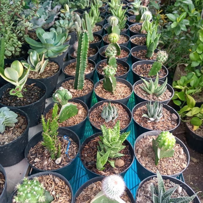 

LARIS -tanaman hias KAKTUS SUKULEN / MINI paket hemat 10 jenis
