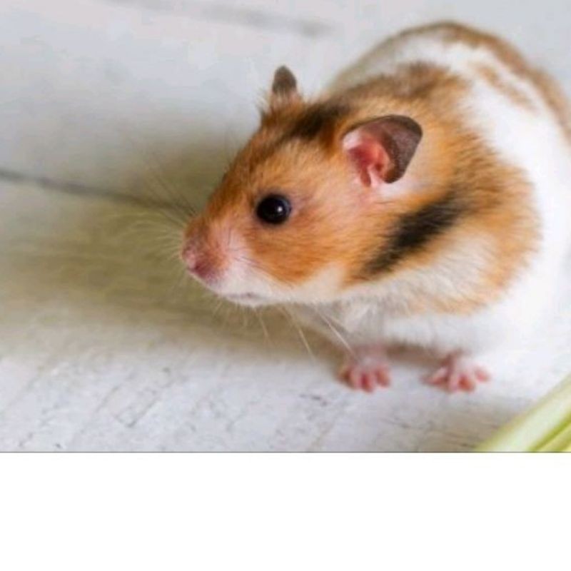 HAMSTER SYIRIAN SUPER JINAK