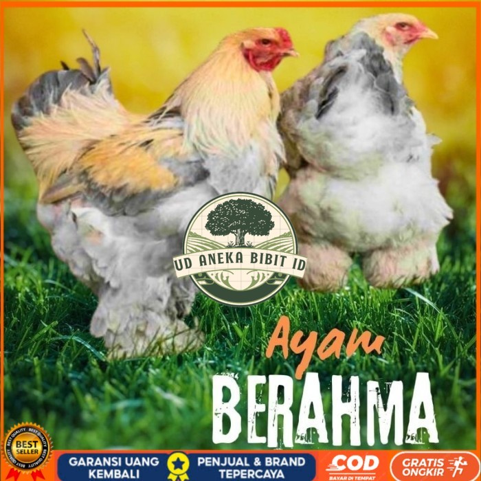 

telur ayam hias Berahma untuk di tetaskan original berkualitas UD ANEKA BIBIT ID