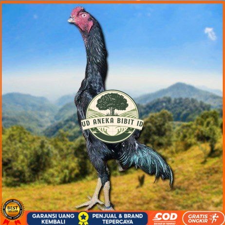 

telur ayam shamo jepang ori petarung juara bisa di tetaskan UD ANEKA BIBIT ID
