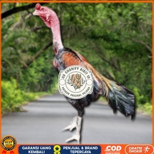 

telur ayam saigon original bisa untuk di tetaskan UD GHANIYY BIBIT ID