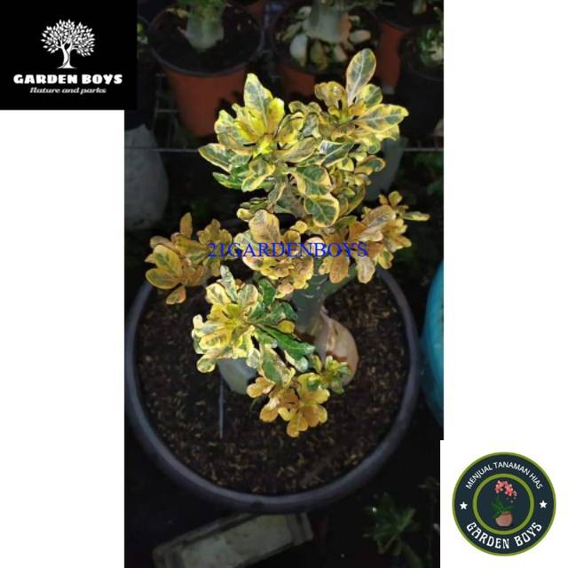 (BISA COD) bibit asli Adenium SocoTranum Varigata
