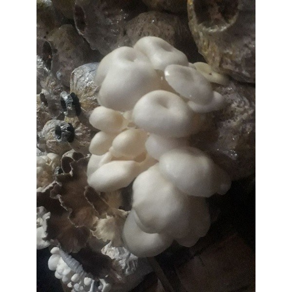 

Jamur Tiram Putih Jamur Istimewa kirim instant 1kg