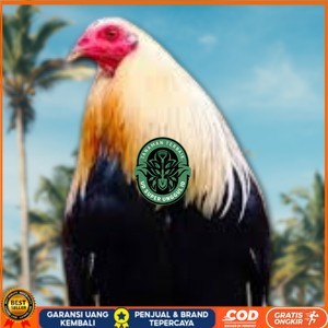 

telur ayam philipin asli AK47 bisa untuk di tetaskan vertil ori UD_SUPER_UNGGUL_ID