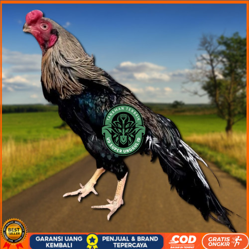 

telur ayam hias assel parrot untuk di tetaskan UD_SUPER_UNGGUL_ID