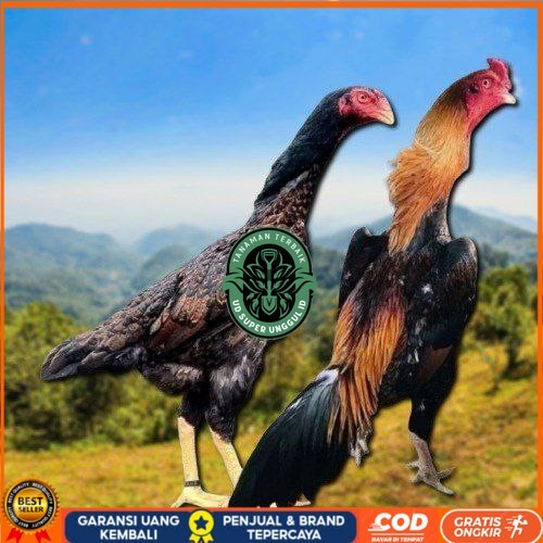 

telur tetas ayam shamo aduan jumbo UD_SUPER_UNGGUL_ID
