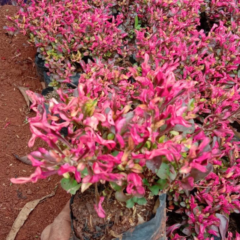 Tanaman Hias Krokot Merah Rimbun