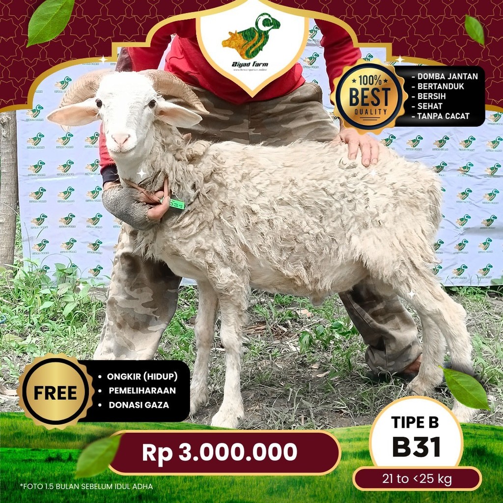 

Domba Qurban Tipe B 31, berat 21 sd 25 Kg