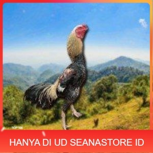 

telur ayam Shamo Japanese (Telur fertil) UD SEANASTORE ID