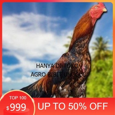 

TELUR BANGKOK RAJA FRESH FERTIL agro.bibit.unggul