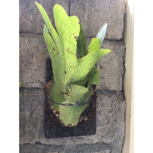 Murah wandae / simbar papua ,