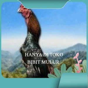 

telur tetas ayam shamo hitam merah
