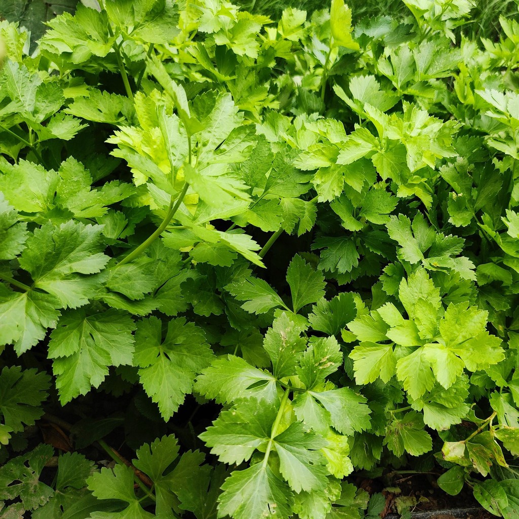 300 Biji - Benih Seledri AROMA