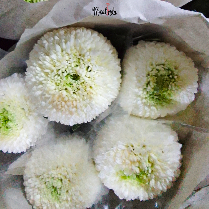 Bunga Krisan Pom Pom / Ping Pong / Bunga Potong Segar - Hijau