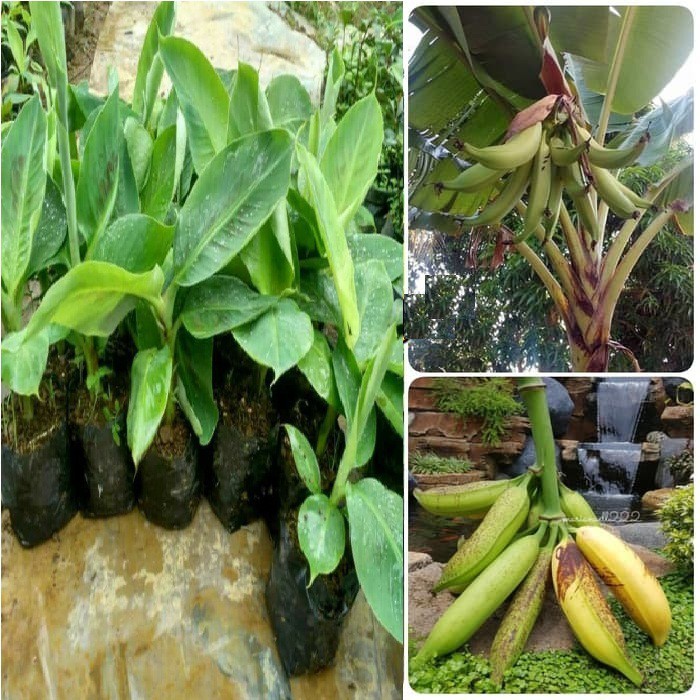 Bibit Pohon Pisang Tanduk Unggul - tanaman pisang tanduk