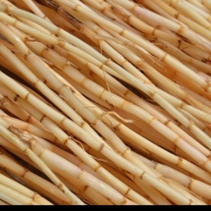 

akar alang alang segar 500 gr murah