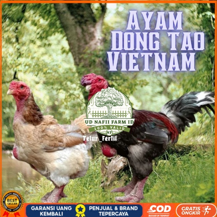 telur ayam dong tao vietnam ori bisa untuk di tetaskan vertil original berkualitas UD NAFII FARM ID
