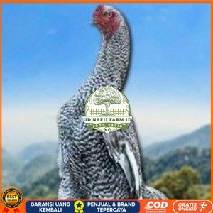 

telur tetas ayam shamo hias UD NAFII FARM ID