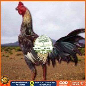 

telur ayam pama ninja original petarung bisa untuk di tetaskan berkualitas unggul UD NAFII FARM ID