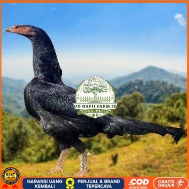 

telur ayam shamo eropa ori juara bisa untuk di tetaskan UD NAFII FARM ID